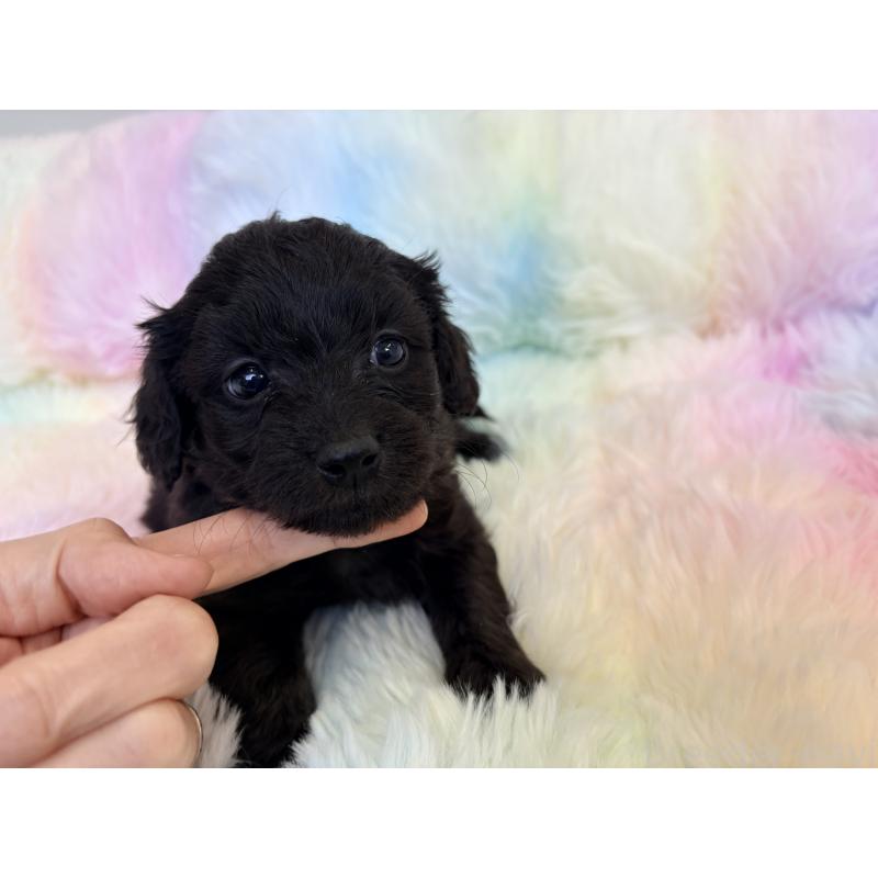 販売中の千葉県のダップー:ミニチュアダックスフンド×トイプードル-440036の5枚目