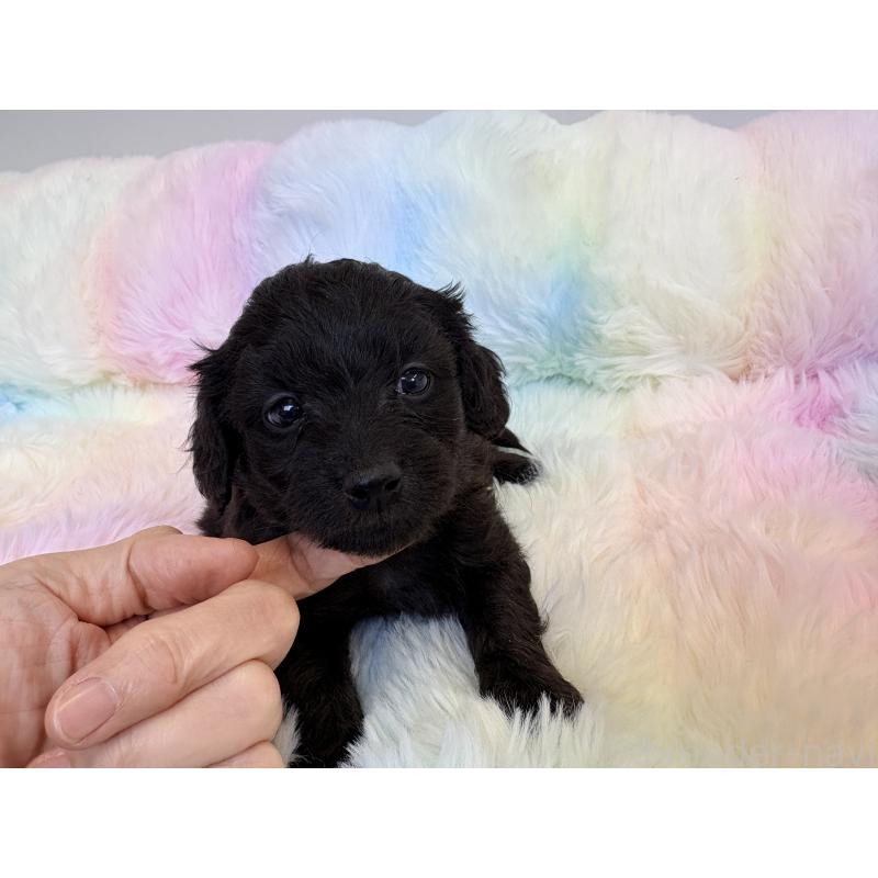 販売中の千葉県のダップー:ミニチュアダックスフンド×トイプードル-440036の4枚目