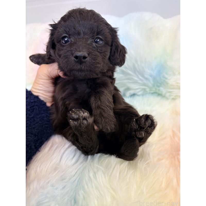 販売中の千葉県のダップー:ミニチュアダックスフンド×トイプードル-440036の3枚目