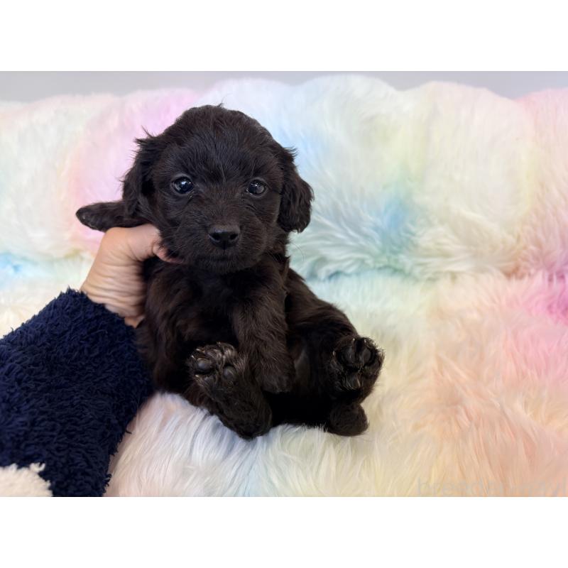 販売中の千葉県のダップー:ミニチュアダックスフンド×トイプードル-440036の2枚目