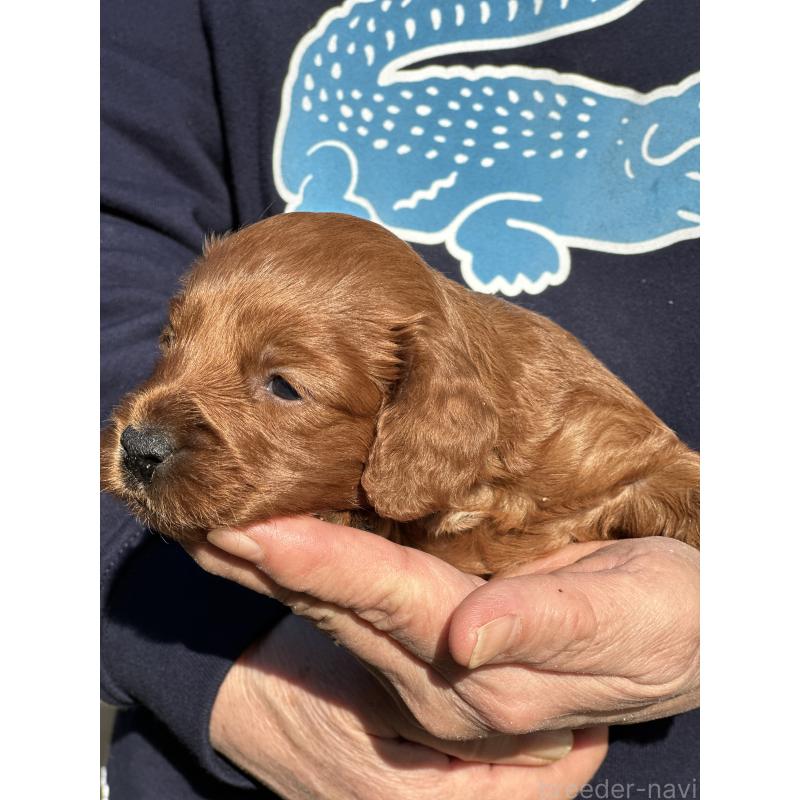 販売中の埼玉県のコッカプー:アメリカンコッカースパニエル×トイプードル-438511の3枚目