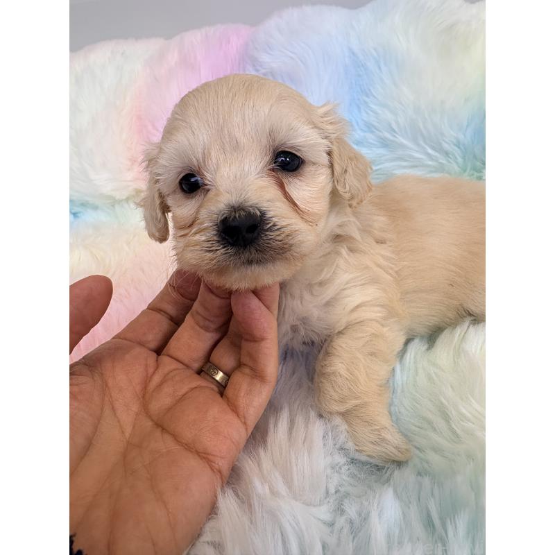 販売中の千葉県のダップー:ミニチュアダックスフンド×トイプードル-440037の2枚目