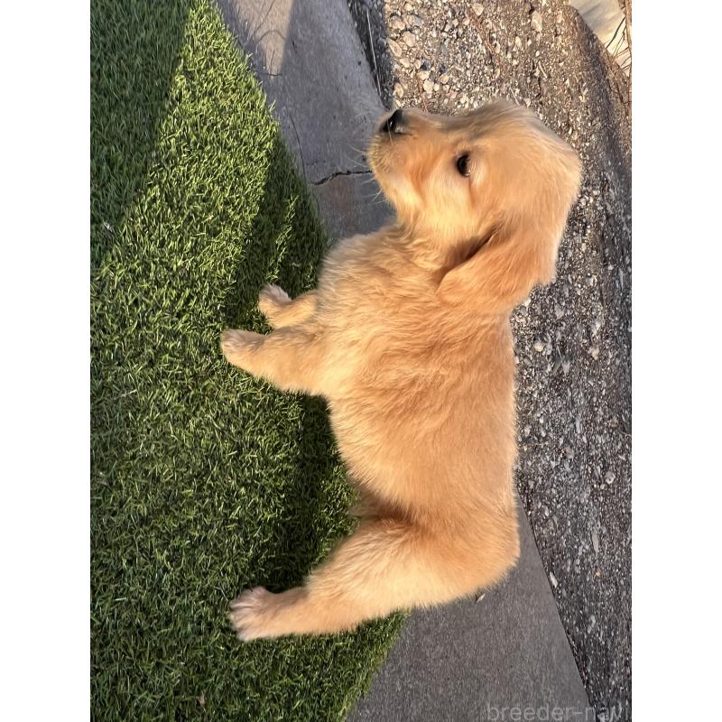販売中の静岡県のゴールデンレトリーバー-440038の5枚目