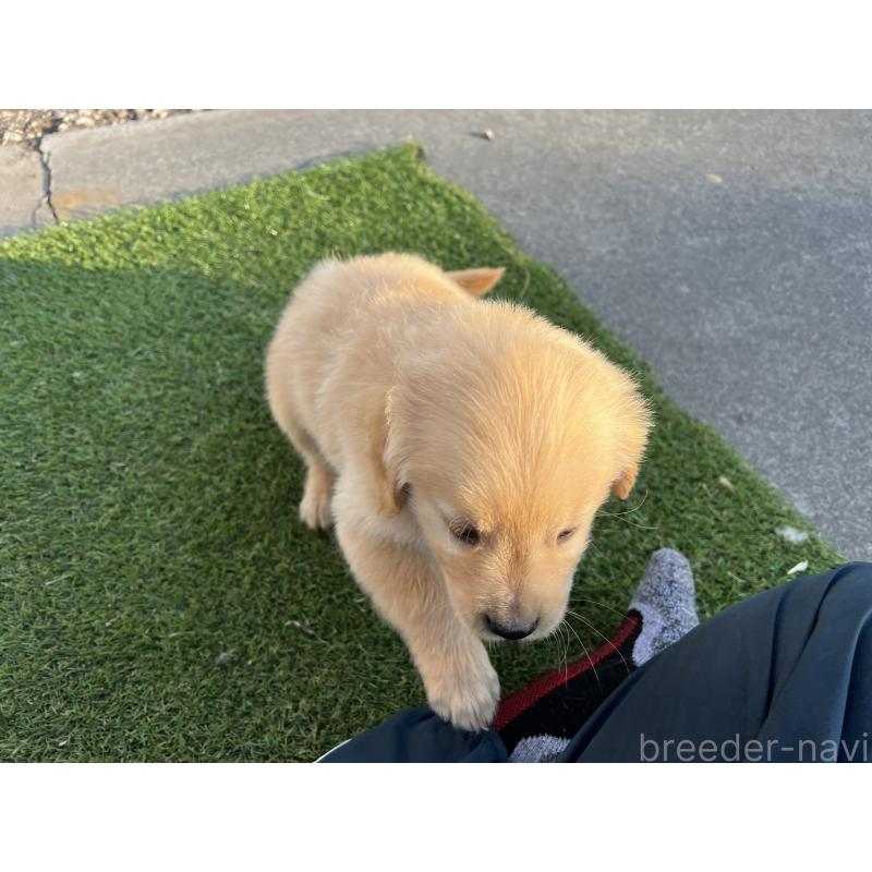 販売中の静岡県のゴールデンレトリーバー-440038の4枚目