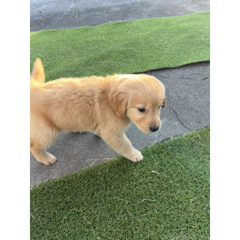 販売中の静岡県のゴールデンレトリーバー-440038の3枚目