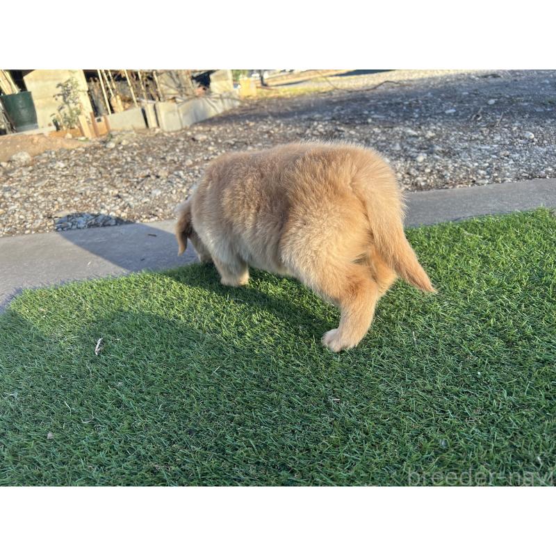 販売中の静岡県のゴールデンレトリーバー-440038の2枚目