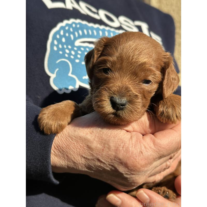 販売中の埼玉県のコッカプー:アメリカンコッカースパニエル×トイプードル-438510の3枚目