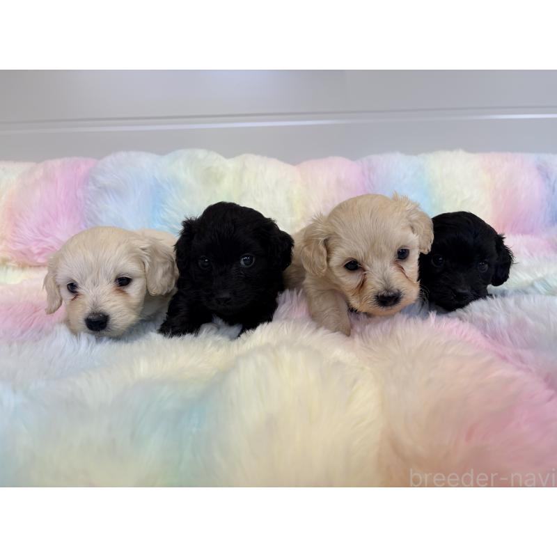 販売中の千葉県のダップー:ミニチュアダックスフンド×トイプードル-440039の7枚目