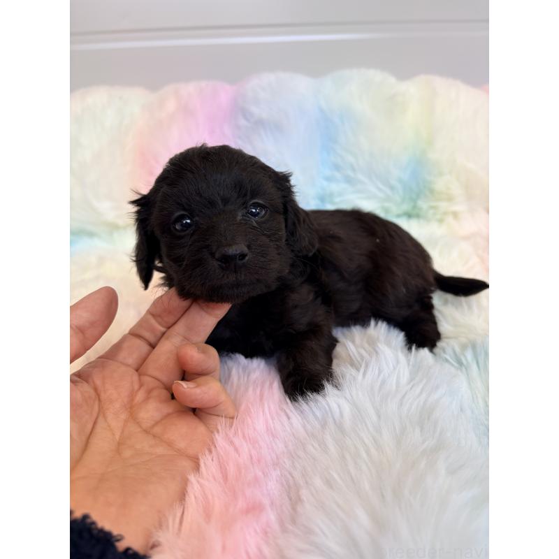 販売中の千葉県のダップー:ミニチュアダックスフンド×トイプードル-440039の3枚目