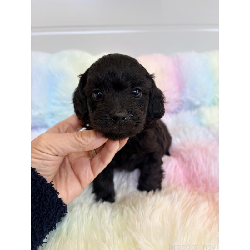 販売中の千葉県のダップー:ミニチュアダックスフンド×トイプードル-440039の2枚目