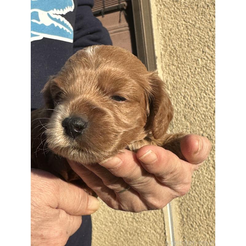 商談中の埼玉県のコッカプー:アメリカンコッカースパニエル×トイプードル-438509の3枚目