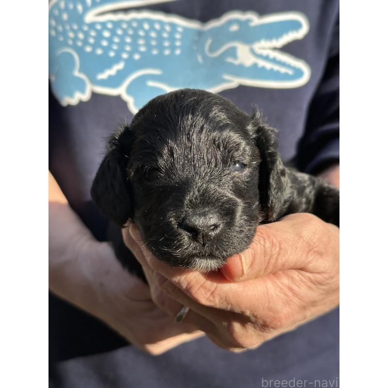 販売中の埼玉県のコッカプー:アメリカンコッカースパニエル×トイプードル-440040の3枚目