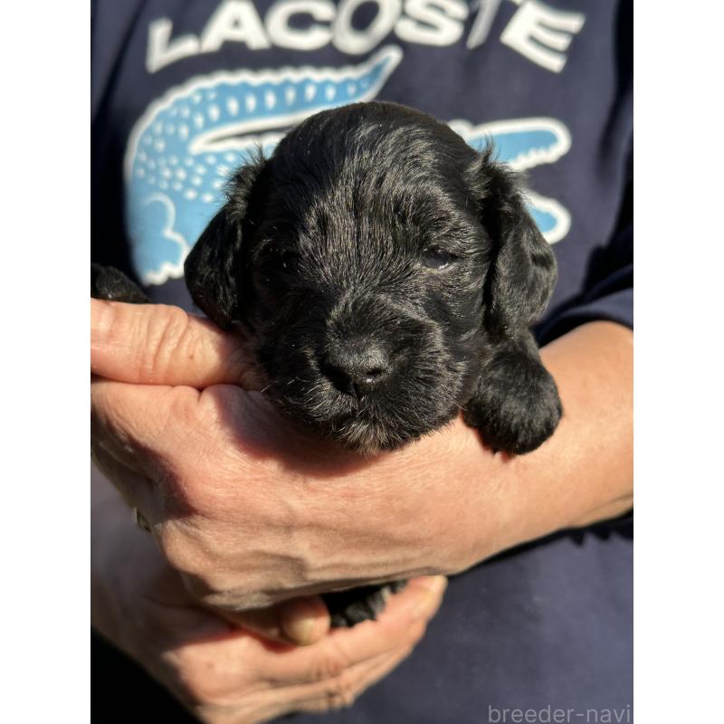 販売中の埼玉県のコッカプー:アメリカンコッカースパニエル×トイプードル-440040の2枚目