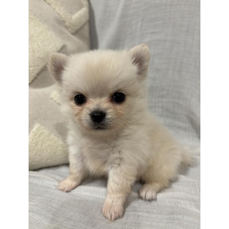 販売中の福岡県のポメチワ:ポメラニアン×チワワ-440042の3枚目