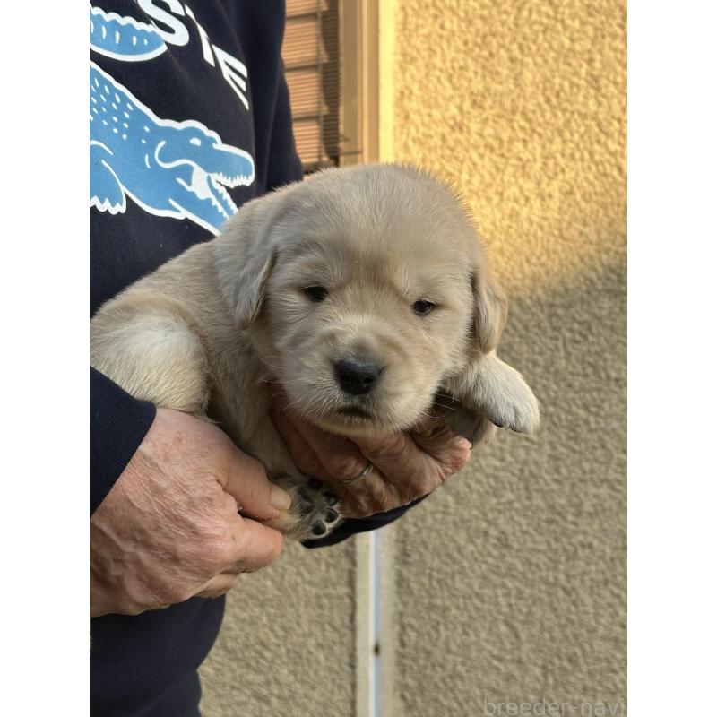 商談中の埼玉県のゴールデンレトリーバー-438507の2枚目