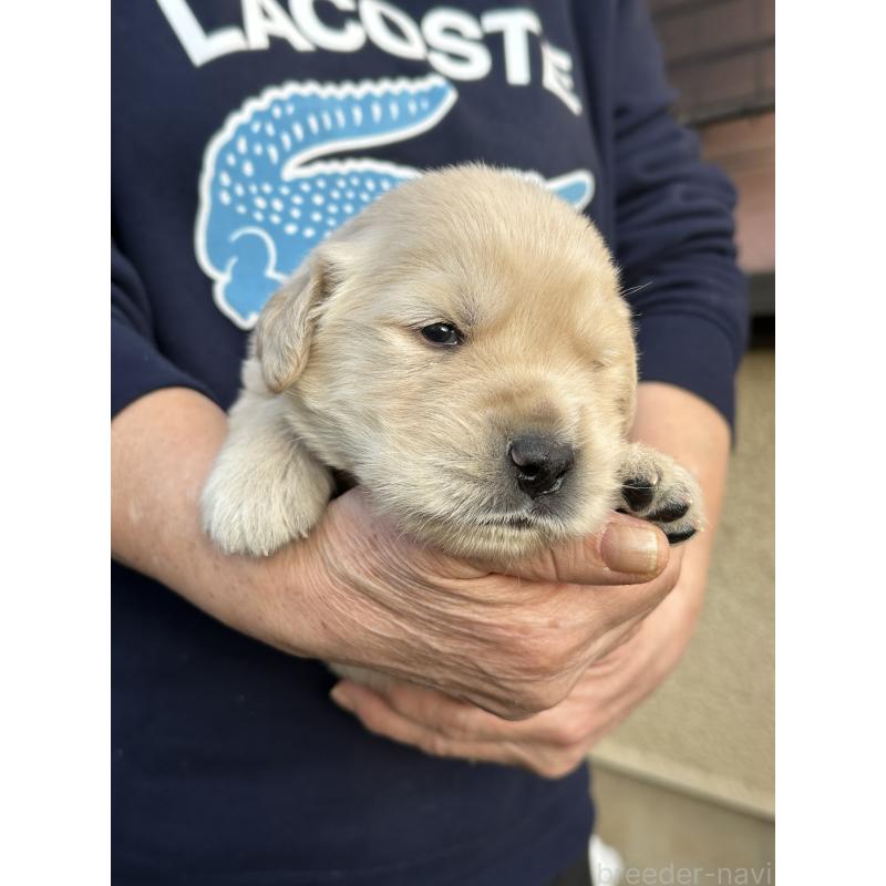 商談中の埼玉県のゴールデンレトリーバー-438508の3枚目