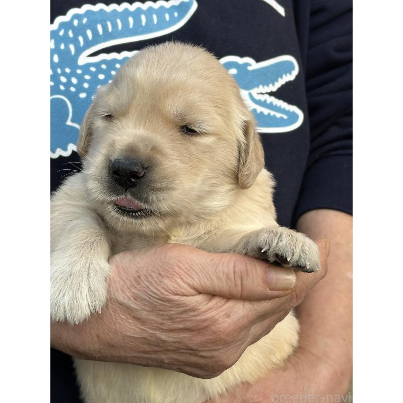 商談中の埼玉県のゴールデンレトリーバー-438508の2枚目