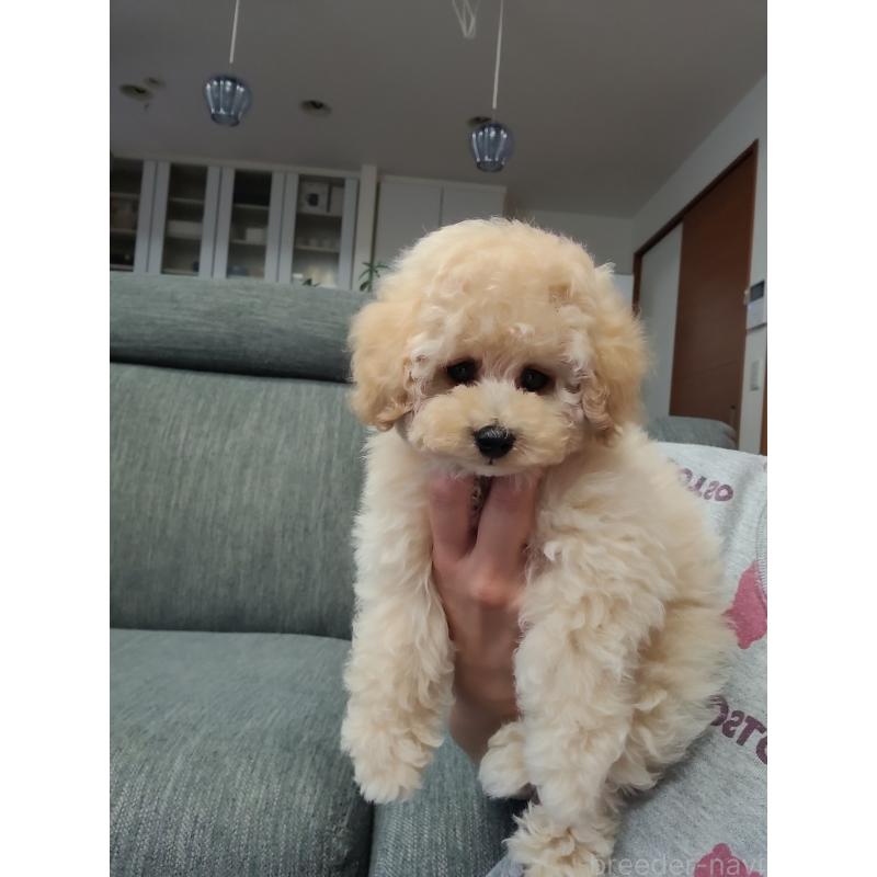 販売中の香川県のティーカッププードル-440044の9枚目