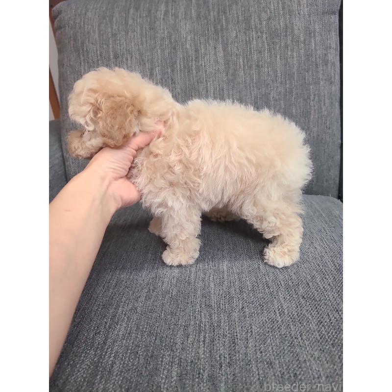 販売中の香川県のティーカッププードル-440044の8枚目