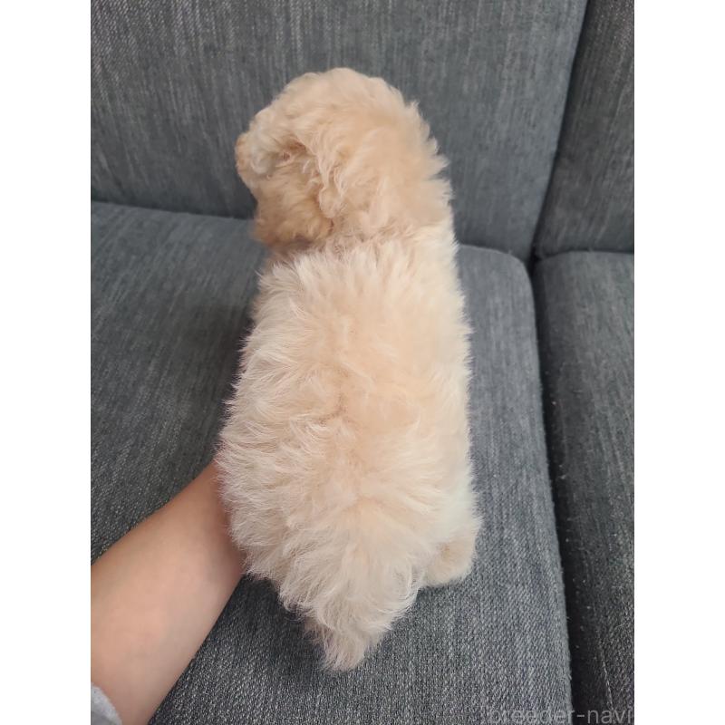 販売中の香川県のティーカッププードル-440044の7枚目