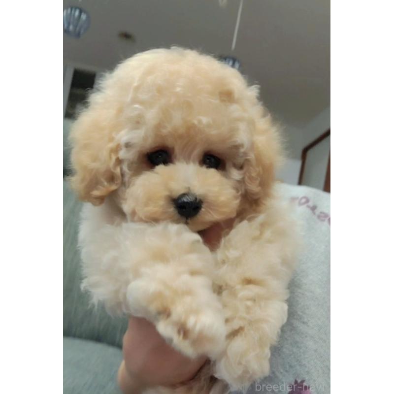 販売中の香川県のティーカッププードル-440044の6枚目