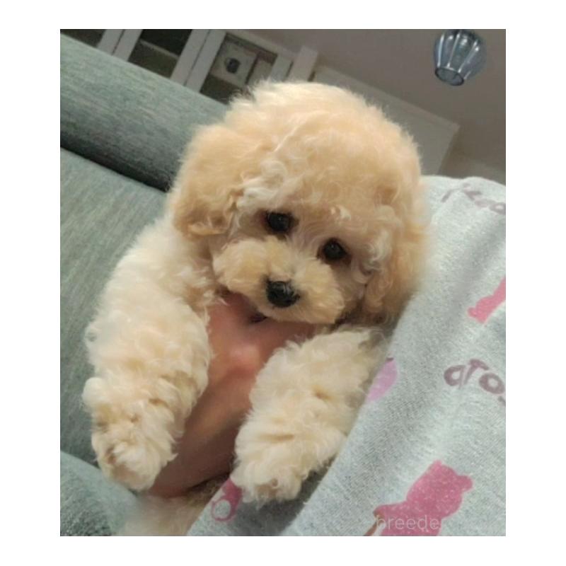 販売中の香川県のティーカッププードル-440044の5枚目