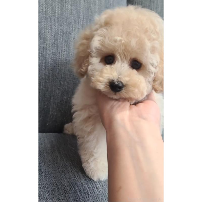 販売中の香川県のティーカッププードル-440044の4枚目