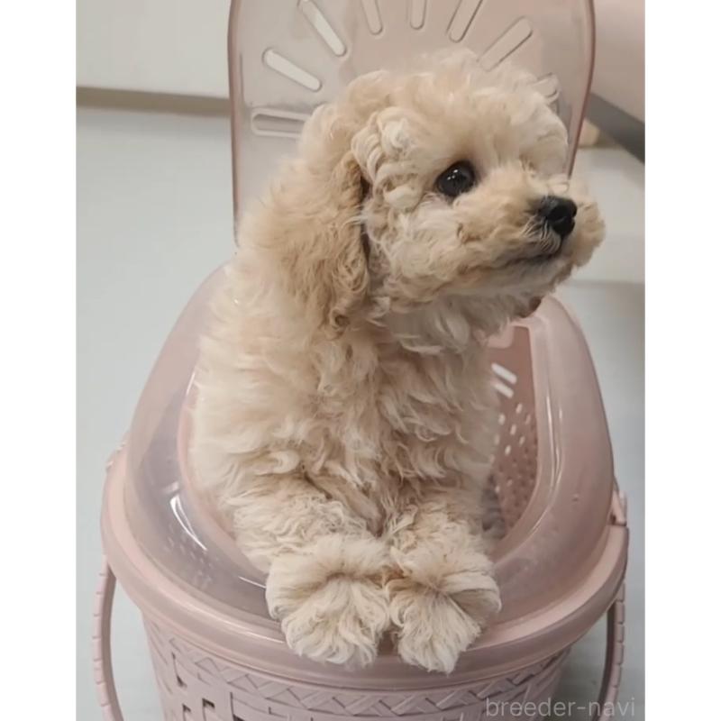 販売中の香川県のティーカッププードル-440044の3枚目