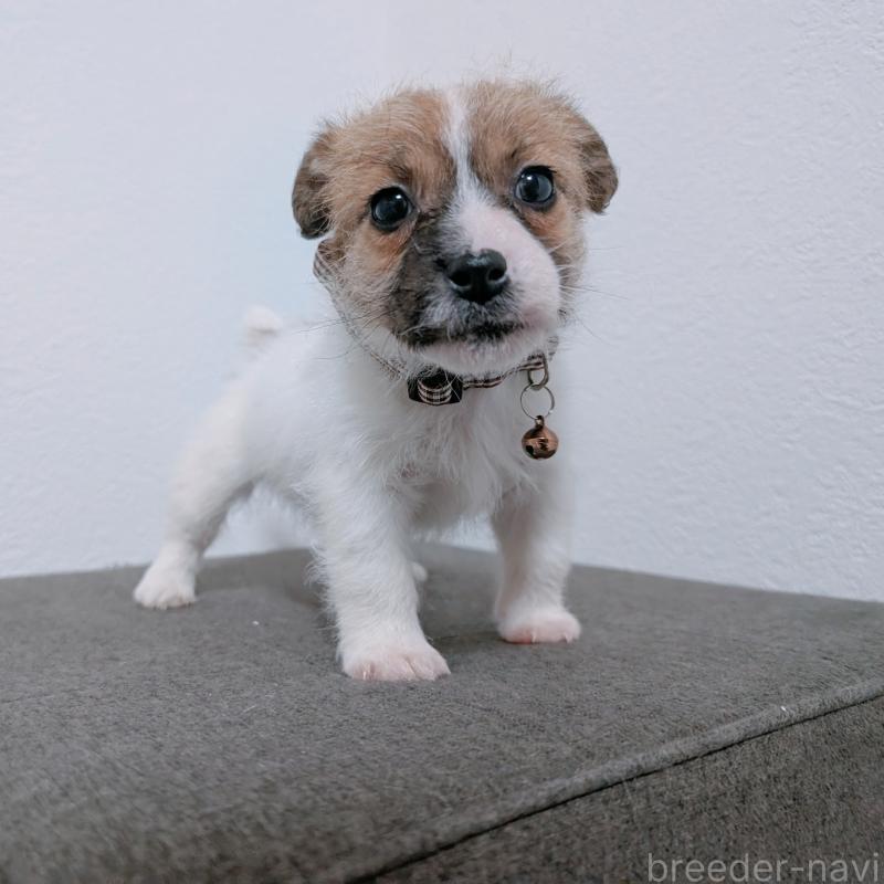 成約済の長崎県のジャックラッセルテリア-436455の6枚目