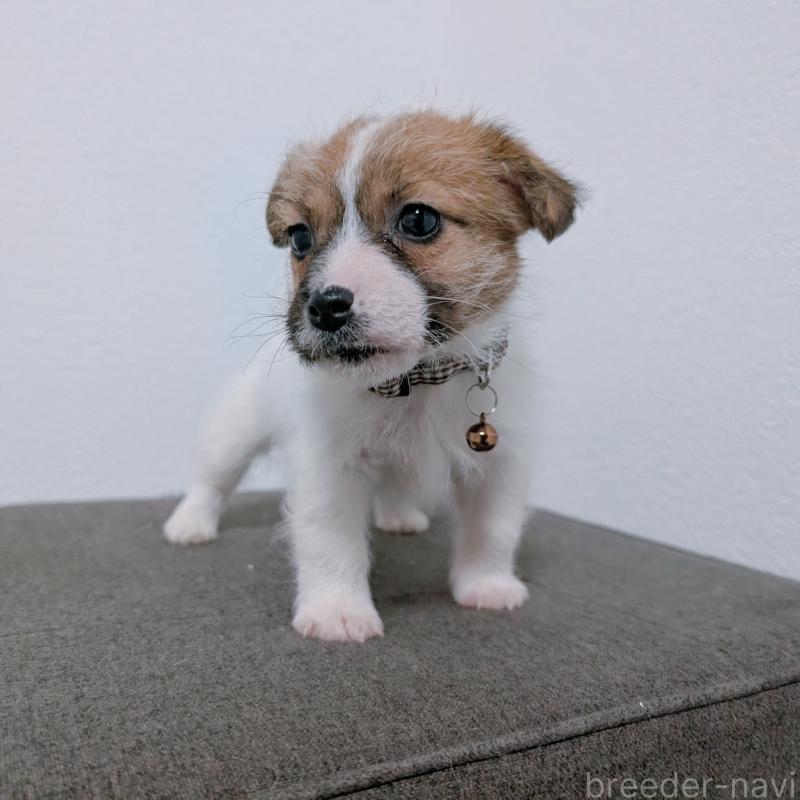 成約済の長崎県のジャックラッセルテリア-436455の5枚目