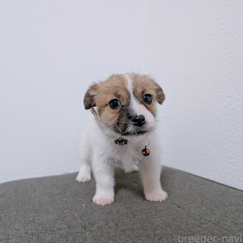 成約済の長崎県のジャックラッセルテリア-436455の4枚目