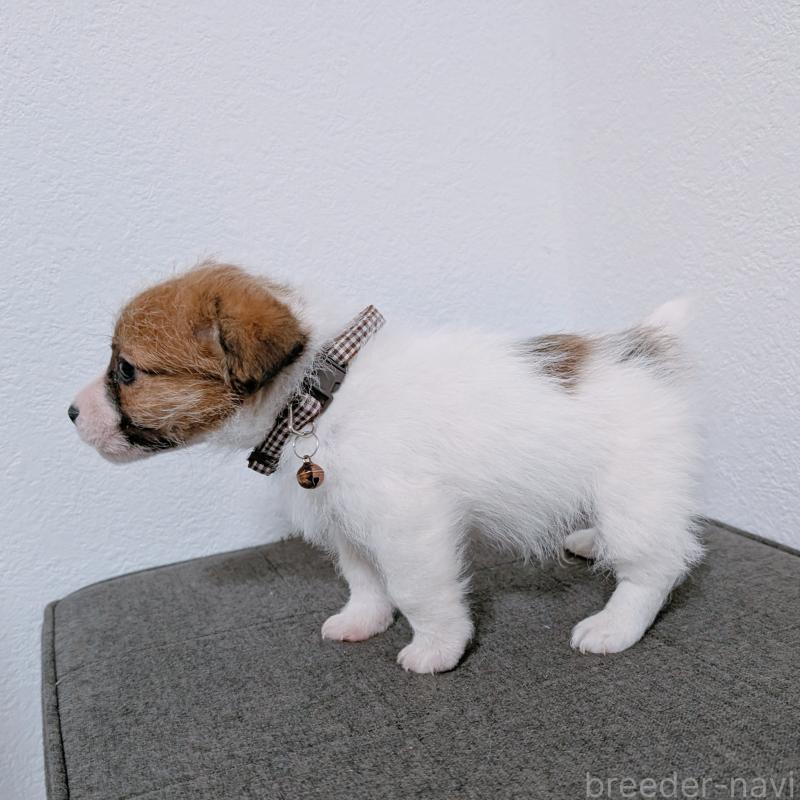 成約済の長崎県のジャックラッセルテリア-436455の2枚目