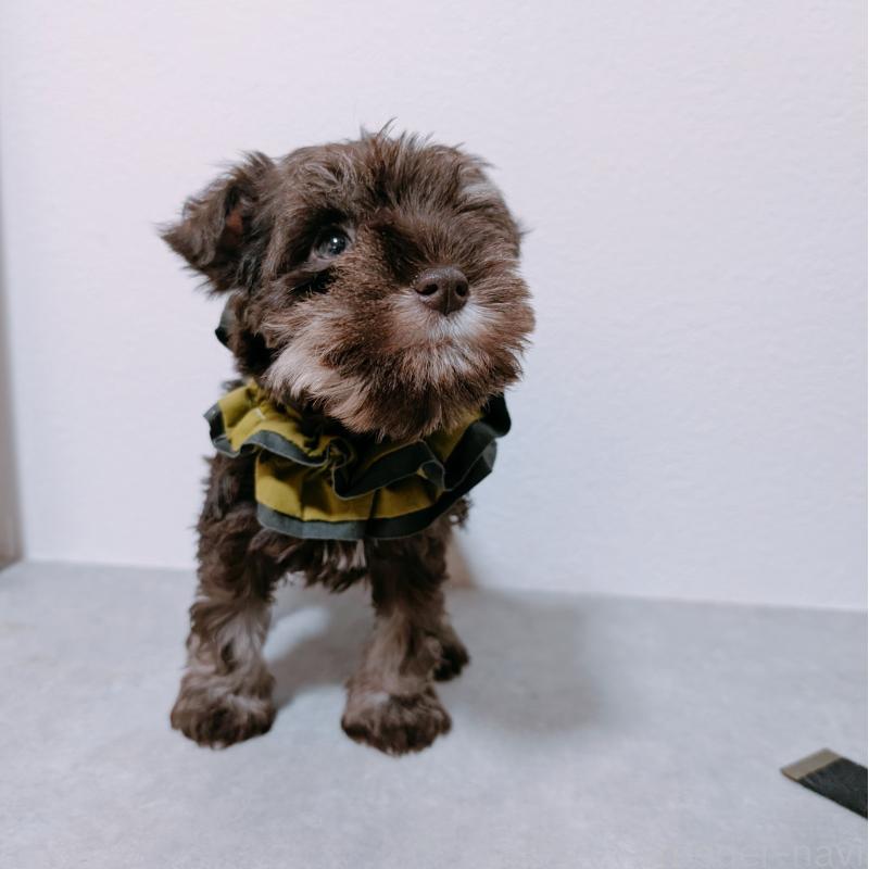 商談中の長崎県のミニチュアシュナウザー-436021の3枚目