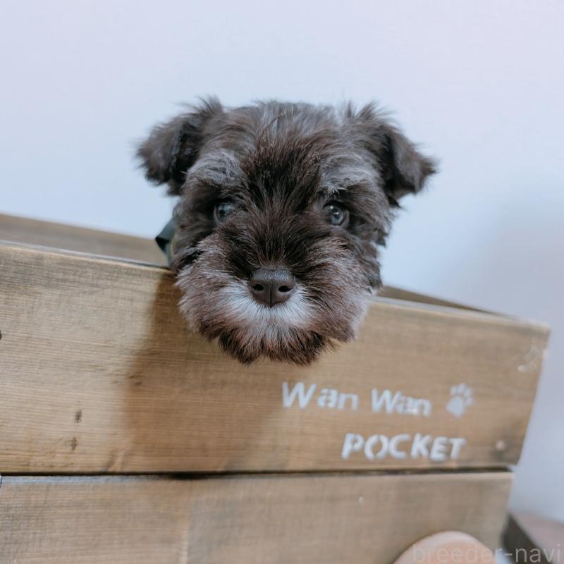 商談中の長崎県のミニチュアシュナウザー-436021の2枚目