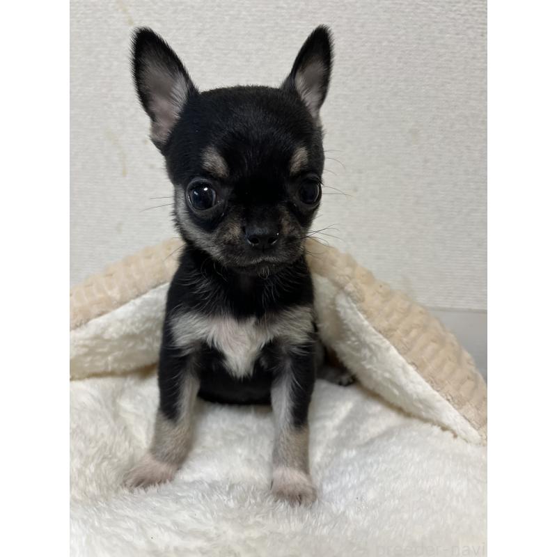 商談中の熊本県のチワワ(スムースコート)-431863の3枚目