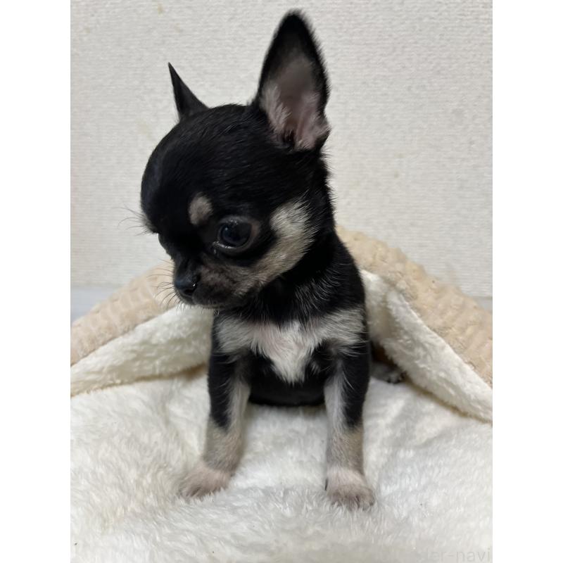 商談中の熊本県のチワワ(スムースコート)-431863の2枚目