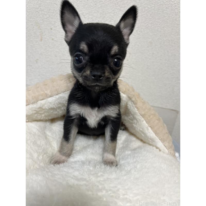 商談中の熊本県のチワワ(スムースコート)-431863