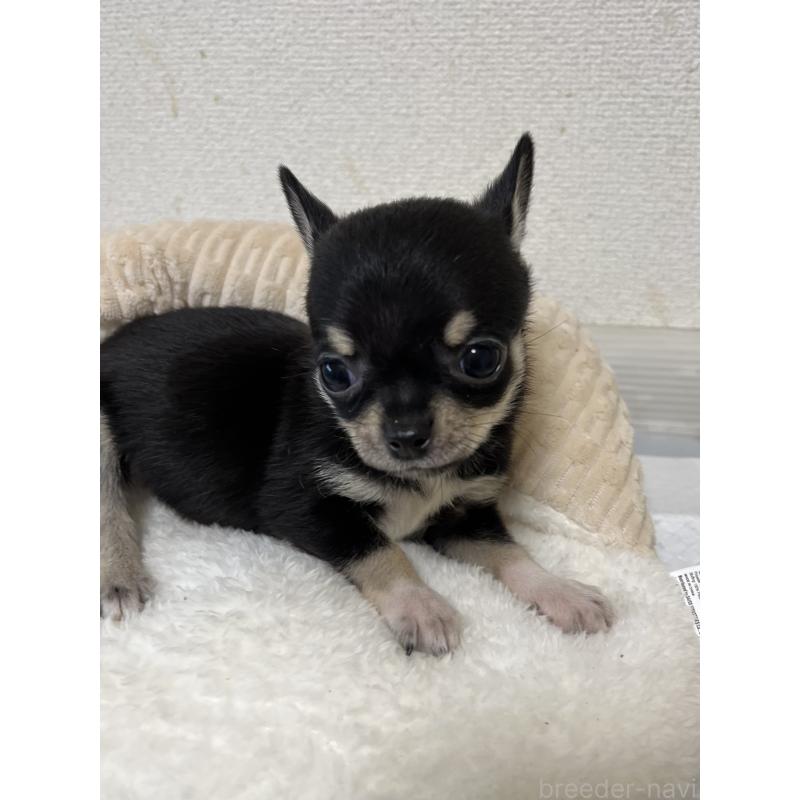 成約済の熊本県のチワワ(スムースコート)-431858の1枚目