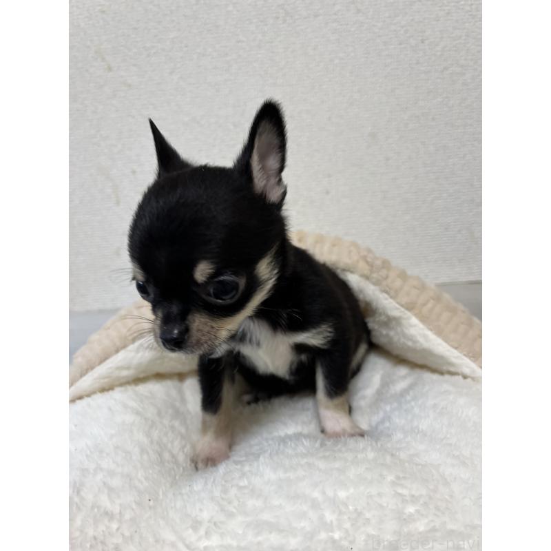 成約済の熊本県のチワワ(スムースコート)-431858の4枚目