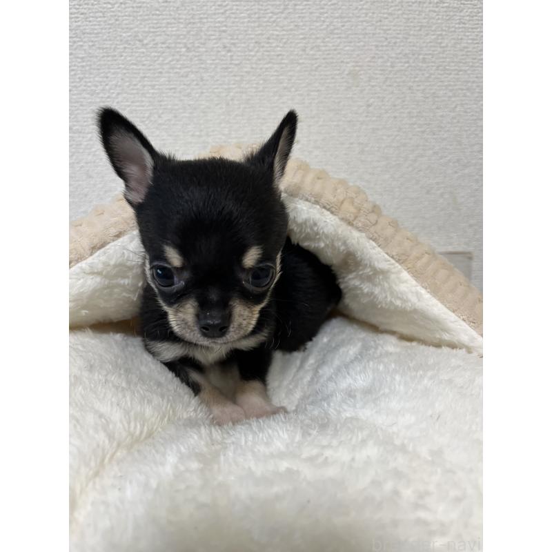 成約済の熊本県のチワワ(スムースコート)-431858の2枚目