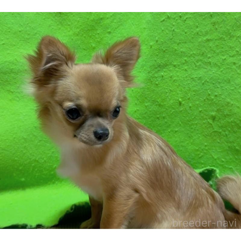 販売中の山口県のチワワ(ロングコート)-432605の3枚目