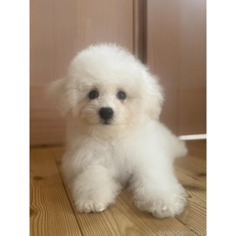 販売中の三重県のビションフリーゼ-427835の2枚目