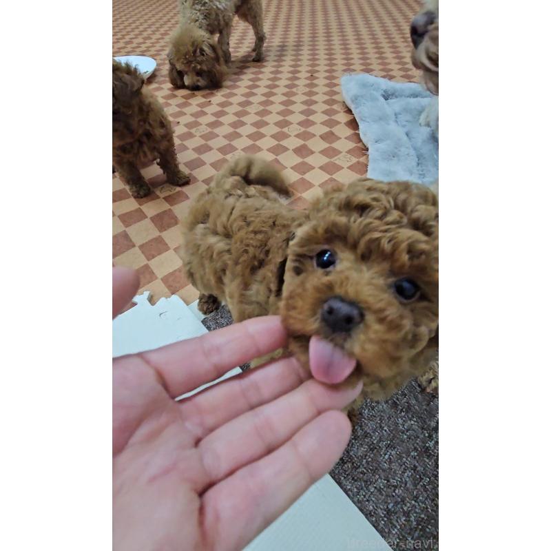 販売中の熊本県のタイニープードル-440048の3枚目