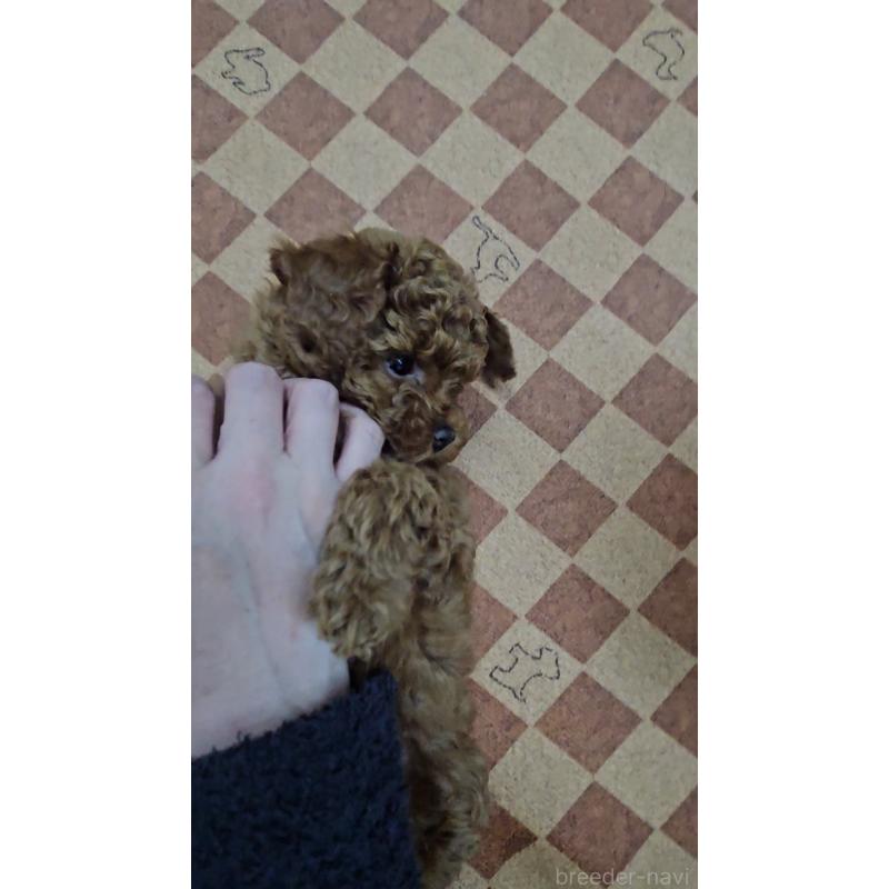 販売中の熊本県のタイニープードル-440048の2枚目