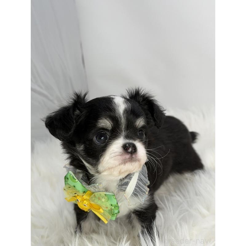 販売中の京都府のチワワ(ロングコート)-440049の4枚目