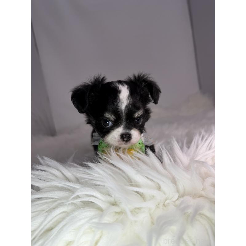 販売中の京都府のチワワ(ロングコート)-440049の3枚目