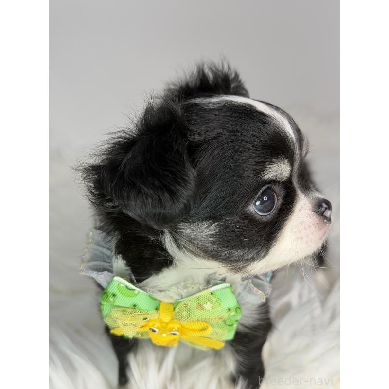 販売中の京都府のチワワ(ロングコート)-440049の2枚目