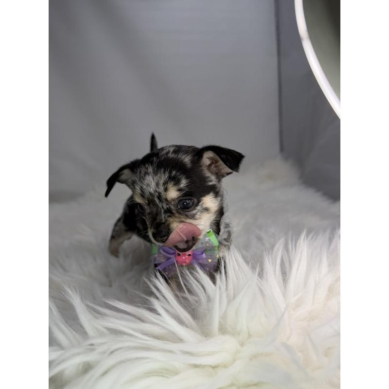 販売中の京都府のチワワ(スムースコート)-440050の3枚目