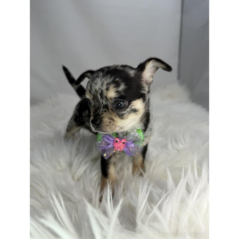 販売中の京都府のチワワ(スムースコート)-440050の2枚目