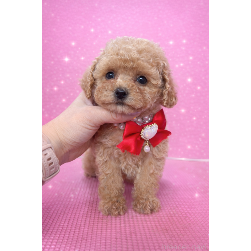 販売中の栃木県のタイニープードル-440053の1枚目